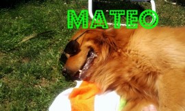 Mateo