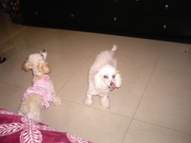 pricila y candy