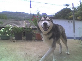 lobo