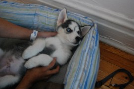 Mr. Raiden Husky