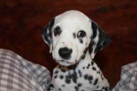 Pongo