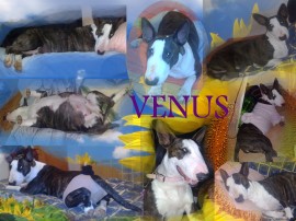 VENUS