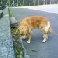 cansado de correr por una pista y por el campo