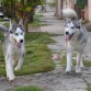 Jugando con su amigo Husky. Les encanta correr a los dos.