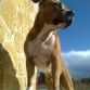 Bruc de Cans Juansa (Pirri para la familia)
tiene mui buen pedigree,ha hecho ya varias montas con excelentes camadas.
si quereis mas informacion poneros en contacto al 677334402