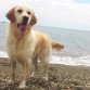 Nala en la playa (1 año y medio)