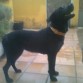 Hera, rescatada de una perrera =) tiene un añito y poco, cruze de labrador y pitbull aunque con alto porcentaje de labrador incluido caracter