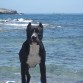 en la playa que le encanta el agua y nadar