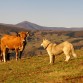 Tundra, con 11 meses, sola ante el peligro, en las montañas de Cangas del Narcea (Asturias)