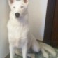 Aquí mi mamita Boira de 10 mesesitos. Es mezacla de Husky Siberiano y Dalmata, es preciosa y tiene los ojos de color azul cielo e intenso, cuando te mira te quedas enbobada. Es muy muy cariñosa y juguetona, le encanta dar besitos antes de irse a dormir.