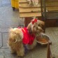 ella esta comiendo y trae un traje de super chica