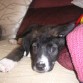 ARTURO:MACHO, 2 MESES Y MEDIO, SE LLEVA BIEN CON PERROS Y GATOS, RAZA GRANDE. MIX BORDED COLLIE
Contacto: lorca-animal@hotmail.com ASUNTO:ARTURO