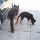 aqui mis dos  perros  rocky  y rex