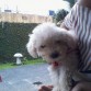 Mi Perro Coco  (Caniche Toy  )