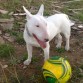 tora y su pelota