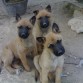 CACHORROS PASTORES BELGA MALINOIS