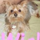 Mi nombre es Sally, tengo 2 years, vivo en 
Hialeah Florida y tengo Pedigre