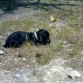 otto con 5 mesecitos en girona!