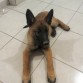 el malinois a los 2 meses 