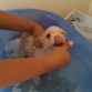 mi tierna cahorrita en su tina de baño refrescandose