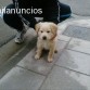 y esto es un labradorrrrrrr?????