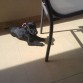 otto tomando el sol..le encanta ^^