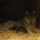 Tundra con sus 8 cachorros recién nacidos