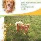 Pothos en adopción