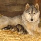 Tundra; Karasoma Present For You, hermana, hija y nieta de campeones en concursos de la raza Husky Sibierano