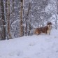 Jasper, durante la gran nevada de enero, en el bosque de abedules.