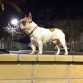 pancho, bulldog frances macho con pedigree, blanco canela, 13.5kg