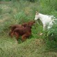 mi perro Aramis con 2 Setter Irlandes de mi amigo Jürgen 