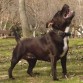 AWA AWA DE CHUSCAN
esta es nuestra querida "BELTZA"
ESCELENTE RATIO en competicion nacional
CAMPEONA DE NAVARRA : CCA/ CCE mejor ejemplar de raza y segunda mejor de grupo terrier.
Una joya en todos los sentidos.