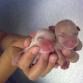 bebes de mi coqueta hermosa nacieron el dib de mi papa el 23 de marzo del 2010 ningunos como ellos