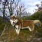 Jasper, con 10 meses, es un auténtico montañero