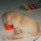 Tomando mi leche...