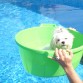 aquí dandose un baño en la piscina.