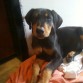 mi lindo doberman