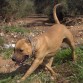 rocko con 13 meses,en el campo