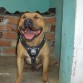 rocko con 14 meses,cansao de correr