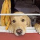 Simbad asomado por la ventana de mi cuarto que da al patio. La perrita blanca de atrás era la Honey (q.e.p.d. :( )