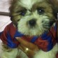 Mi perrita Chanel, apoyando su equipo 
