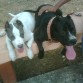 Lucca con su prima Shadow (Lucca con casi 5 meses y shadow con 9)