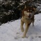 Jasper, con un año y 10 meses, disfrutando de las primeras nieves asturianas del invierno 2010-11, a punto de ser padre