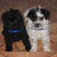 mis perritos blaky y manchita tienen 3 meses