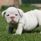 NUTIBARA BULLDOG INGLES