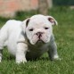 NUTIBARA BULLDOG INGLES