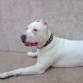 american pitbull terrier blanco de 8 meses