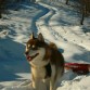 Jasper disfrutando de las montañas nevadas de Asturias. Está casi todos los días tirando del trineo, de la bici, corriendo por pistas de montaña...disfrutando como un lobo!