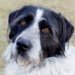 macho tiene unos cuatro años, APARECE EN LA CARRETERA DE UN PUEBLO. ESTA ASUSTADO Y TIENE MIEDO A LAS PERSONAS. ES MUY BUENO Y CARIÑOSO. SOCIABLE CON PERROS.